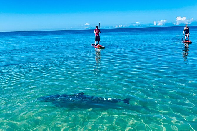 Dolphin, Manatee and Sea Turtle Adventure Tour of Bonita Springs - What’s included: paddleboards, kayaks, paddles, and life vests
