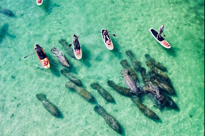 Dolphin, Manatee and Sea Turtle Adventure Tour of Bonita Springs - Price and value: $65 for two hours on real water