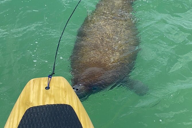 Dolphin, Manatee and Sea Turtle Adventure Tour of Bonita Springs - Practical tips so your day stays smooth