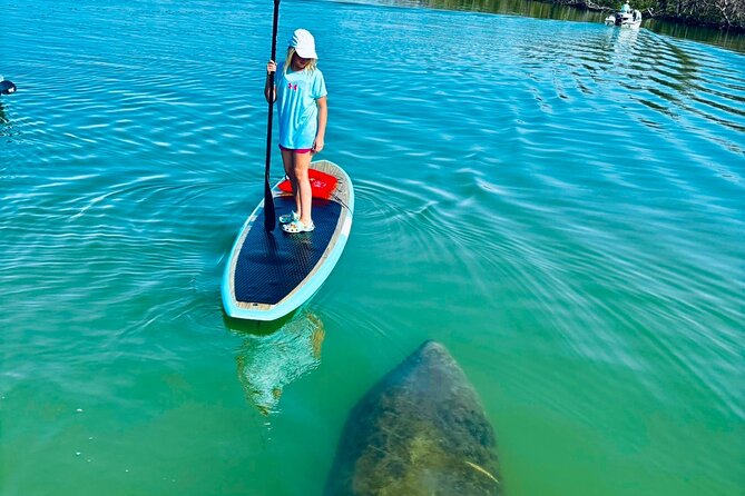 Dolphin, Manatee and Sea Turtle Adventure Tour of Bonita Springs - The 2-hour route: two beach stops and a flexible wildlife search