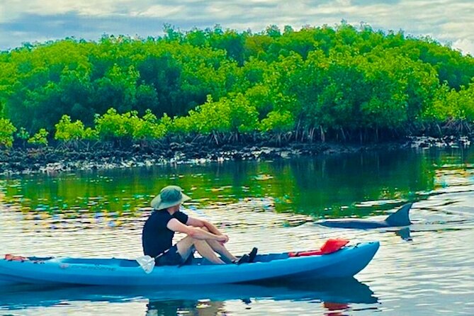 Dolphin, Manatee and Sea Turtle Kayak Adventure - Kayaks vs Paddle Boards: Easy Setup, Real Water Feel
