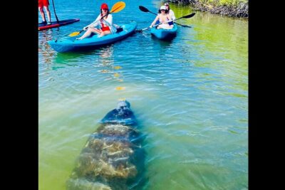 Dolphin, Manatee and Sea Turtle Kayak Adventure - The 2-Hour Route: From St. Augustine to Anastasia State Park