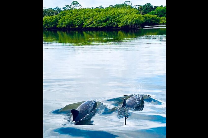 Dolphin, Manatee and Sea Turtle Kayak Adventure - Safety, Sun, and Wind: The Stuff That Actually Changes Your Day