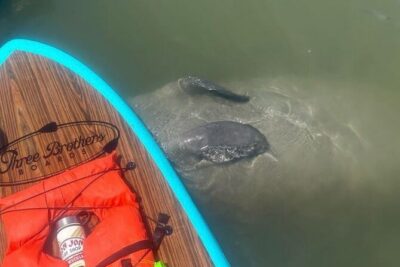 Dolphin, Manatee and SeaTurtle SUP Adventure Tour of St Augustine - The On-Water Route: Anastasia State Park’s Dunes And Wildlife Edge