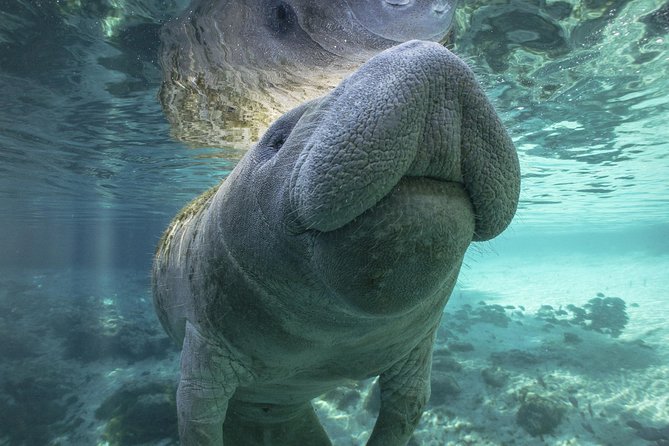 Dolphin & Manatee Kayaking Tour in Orlando Area - Why the Indian River is the real stage for manatees
