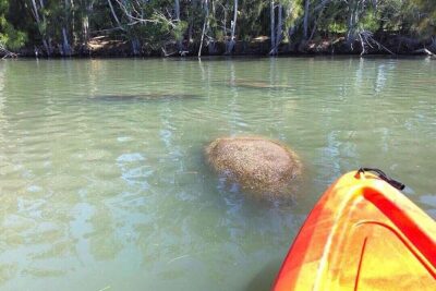 Dolphin & Manatee Kayaking Tour in Orlando Area - Haulover Canal Kayak Launch: arrive ready, not rushed