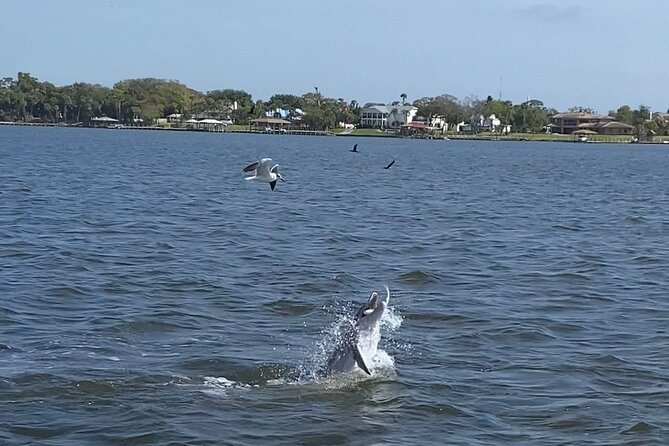 Dolphin/Manatee Pontoon Boat Tour with Local Expert - Why a pontoon boat works so well on the Indian River Lagoon