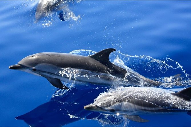 Dolphin Mini Cruise at Playa del Carmen - Biosfera Jet Speed, Comfort, and Group Size (What That Means for You)
