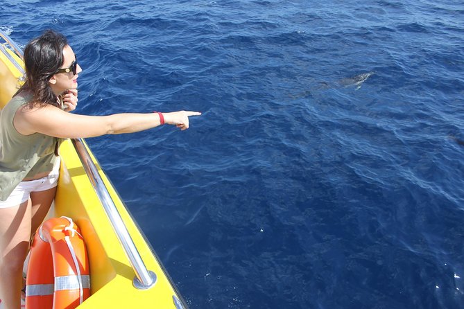 Dolphin Mini Cruise at Playa del Carmen - What the Captain and Crew Do While You Sail