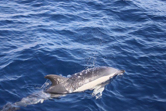 Dolphin Mini Cruise at Playa del Carmen - The Swim and Snorkel Part: Included, But Think “Short Session”