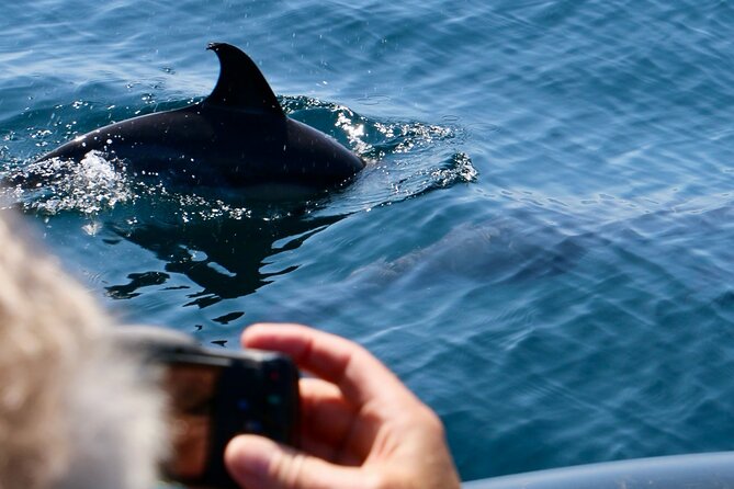 Dolphin Observation Boat Tour from Sesimbra - Key Highlights You Should Know Before You Go