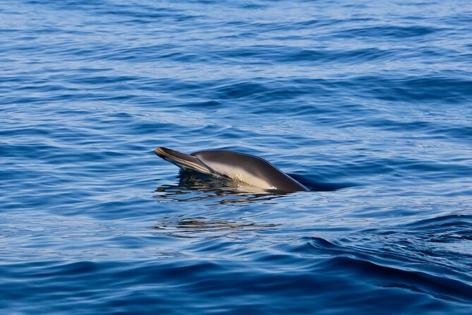 Dolphin Observation Boat Tour from Sesimbra - Sesimbra Dolphin Watching: What the 3-Hour Cruise Is Really Like