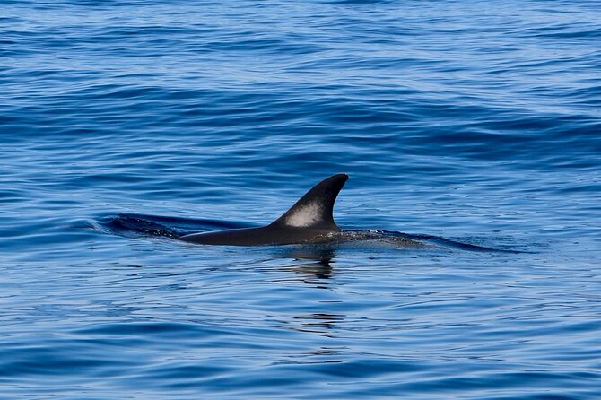 Dolphin Observation Boat Tour from Sesimbra - On the Water for Dolphins: Common Dolphin and Bottle-Nosed Chances