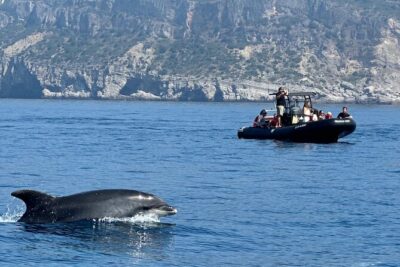 Dolphin Observation Boat Tour from Sesimbra - Meeting at Avenida dos Náufragos and Getting Ready to Look