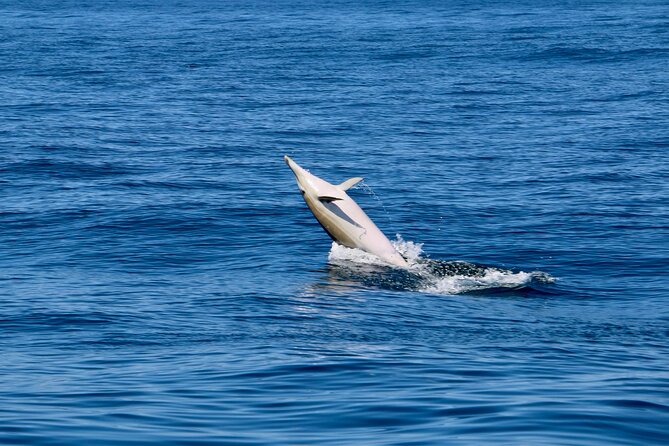 Dolphin Observation Boat Tour from Sesimbra - Guides, Interpretation, and the Francisco Factor
