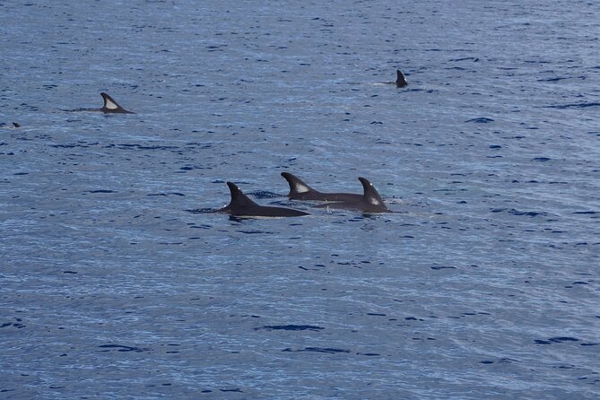 Dolphin Observation In A Small Group On A Silent Hybrid Boat - Meet skipper Víctor and marine biologist Paula