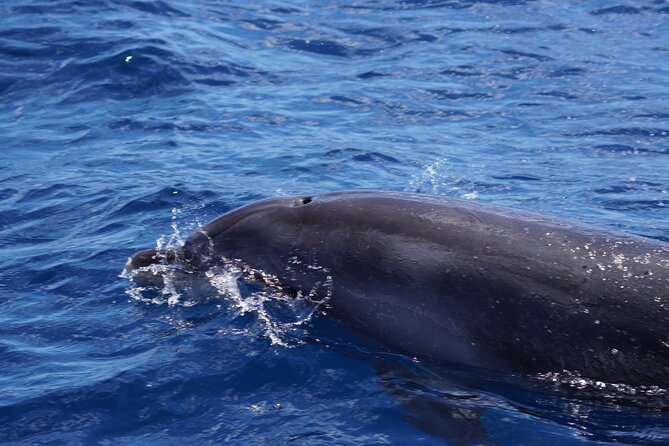 Dolphin Observation In A Small Group On A Silent Hybrid Boat - The 3-hour flow: how a typical ride plays out