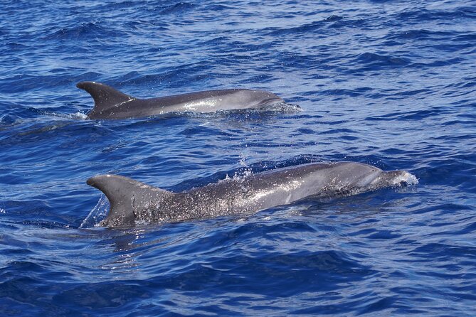 Dolphin Observation In A Small Group On A Silent Hybrid Boat - Price and value: is $102.02 worth it?