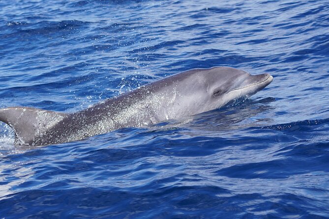 Dolphin Observation In A Small Group On A Silent Hybrid Boat - Who should book this silent hybrid dolphin cruise