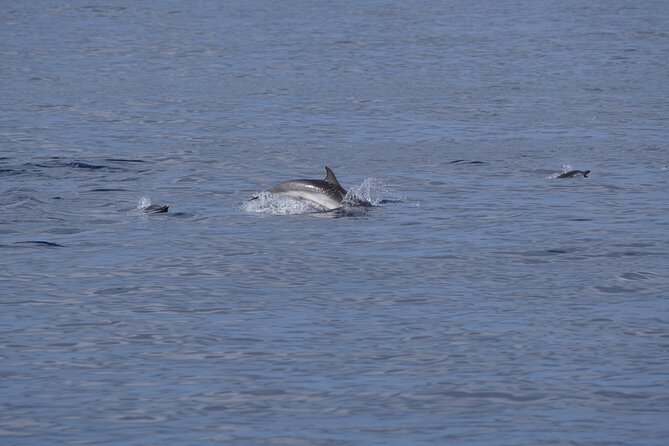 Dolphin Observation In A Small Group On A Silent Hybrid Boat - Practical tips for enjoying the ride to the fullest
