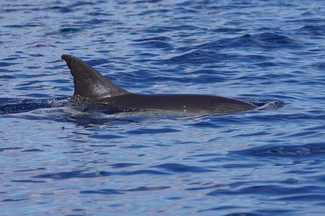Dolphin Observation In A Small Group On A Silent Hybrid Boat - Should you book this silent hybrid dolphin tour?