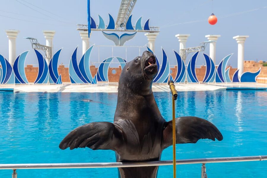 Dolphin Park Entry with Live Show and Pickup - Price and Value: Why $57 Can Make Sense
