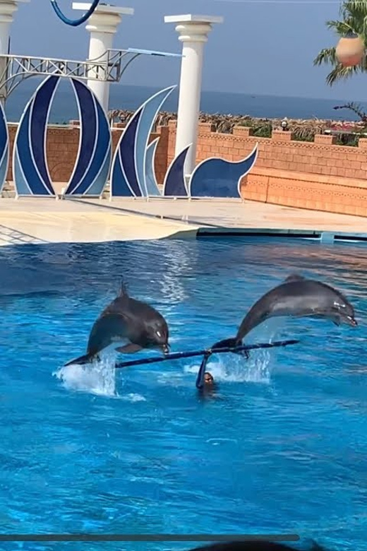 Dolphin Park Entry with Live Show and Pickup - Key Points to Know Before You Go