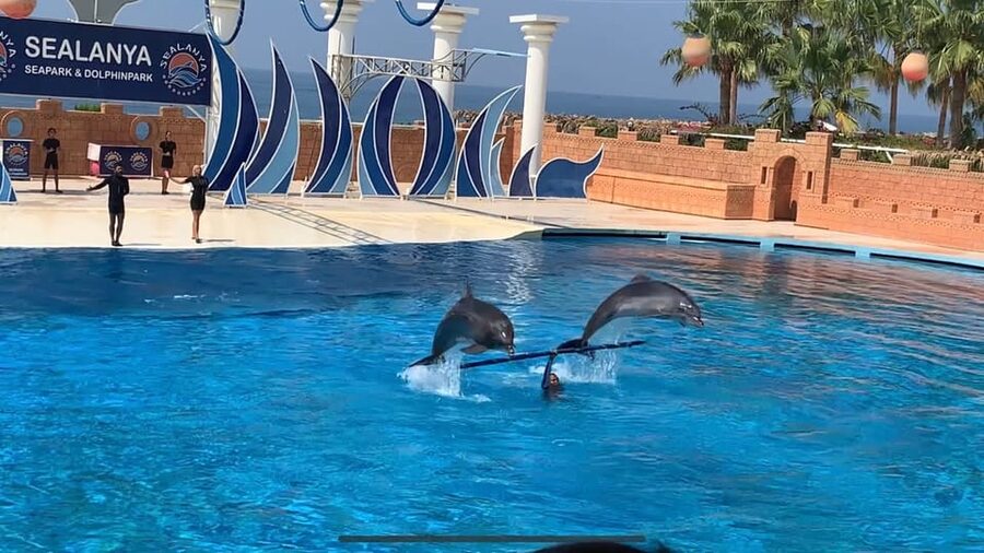 Dolphin Park Entry with Live Show and Pickup - Entering the Dolphin Park: Skip the Line and Get Settled