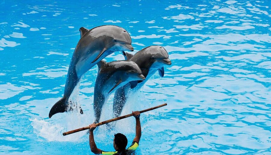Dolphin Park Entry with Live Show and Pickup - Photos and Souvenirs: Free Recording, Optional Team Pictures