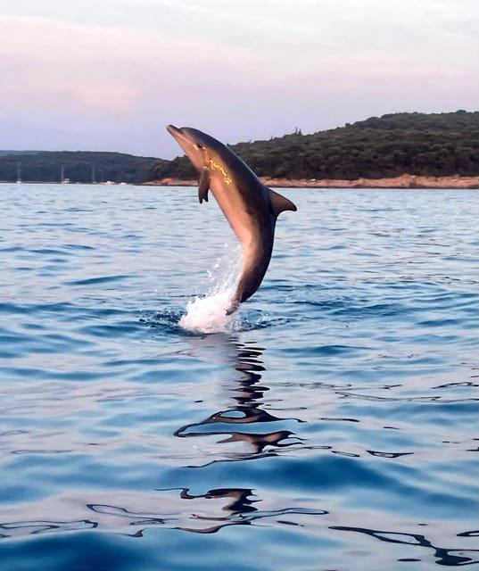 Dolphin private sunset tour Rovinj - Private Dolphin Sunset Tour Rovinj: what it’s really like