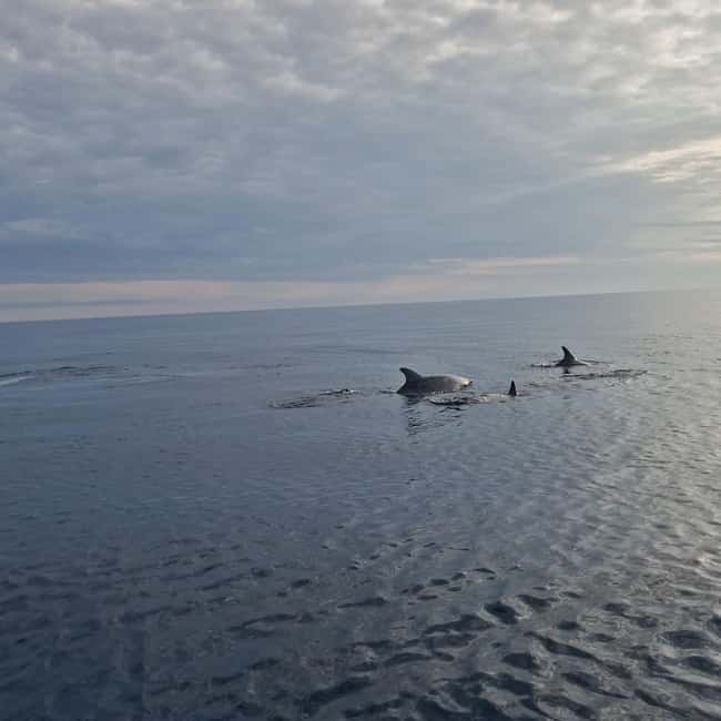 Dolphin private sunset tour Rovinj - Pickup in Rovinj: Luigi Monti, Delfin Dock, and Mali Mol