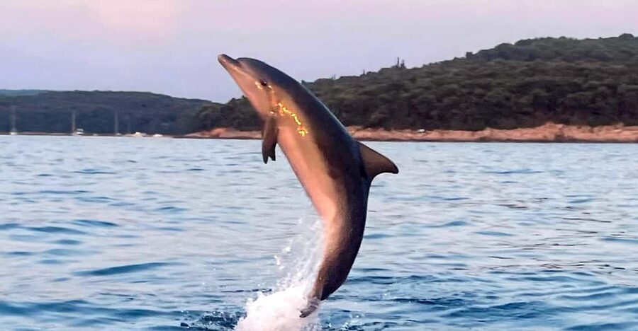 Dolphin private sunset tour Rovinj - Return to harbor: sunset views land best when timing is right