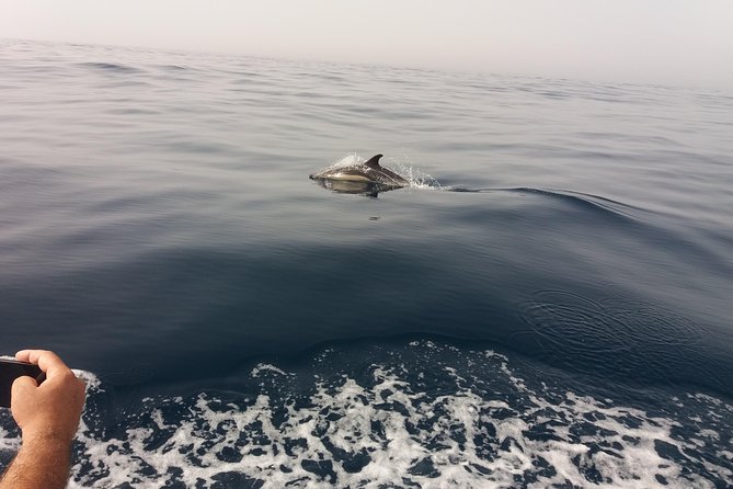Dolphin Route - Key things to know before you go
