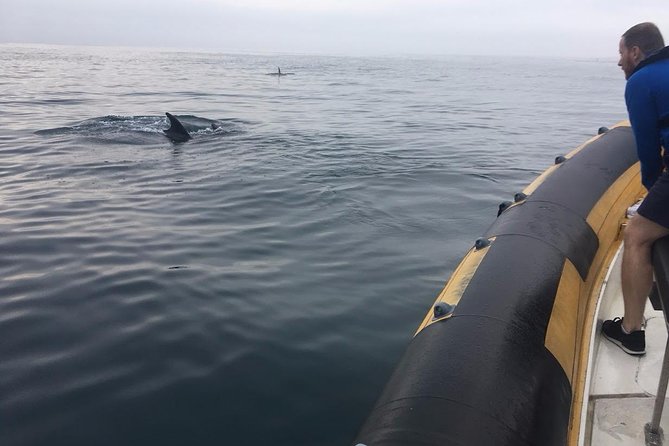 Dolphin Route - A Dolphin Route built around where sightings happen