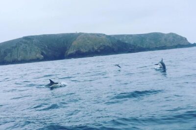 Dolphin Route - Start at the Instituto de Socorros a Naufragos in Peniche