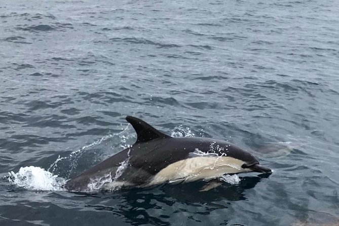 Dolphin Route - Group size and the viewing experience on a 1h30–3h outing
