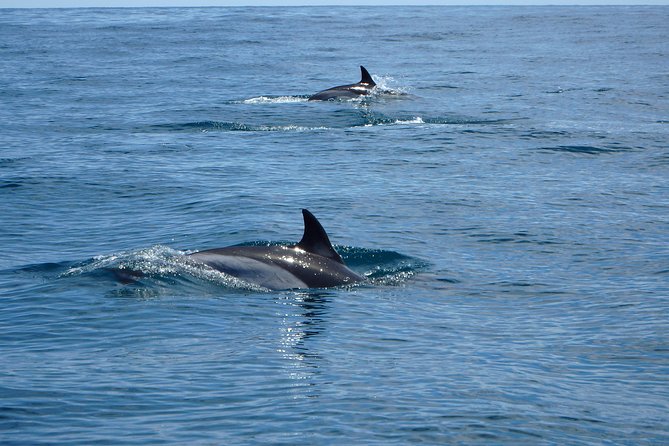Dolphin Route - English-friendly and ticket-simple (what you’ll feel on the ground)