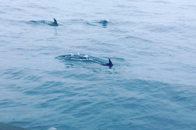 Dolphin Route - Price and value: is $54.22 worth a wild-dolphin day?