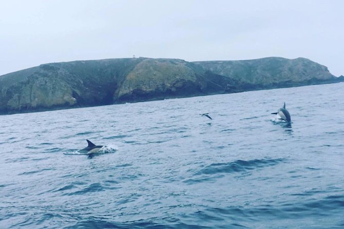 Dolphin Route - Start at the Instituto de Socorros a Naufragos in Peniche