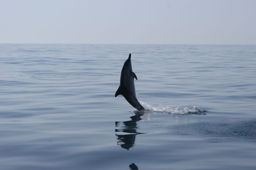 Dolphin Safari and Cave Tour in Vilamoura - Dolphin Safari off the Algarve: species, distance, and the eco approach