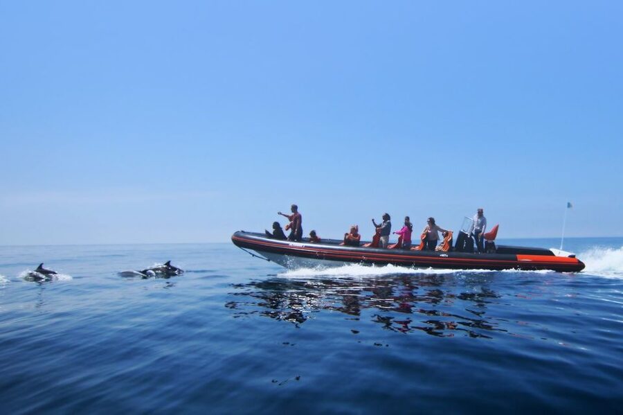 Dolphin Safari and Cave Tour in Vilamoura - Benagil caves and rock formations: what you’ll see and why weather changes the plan