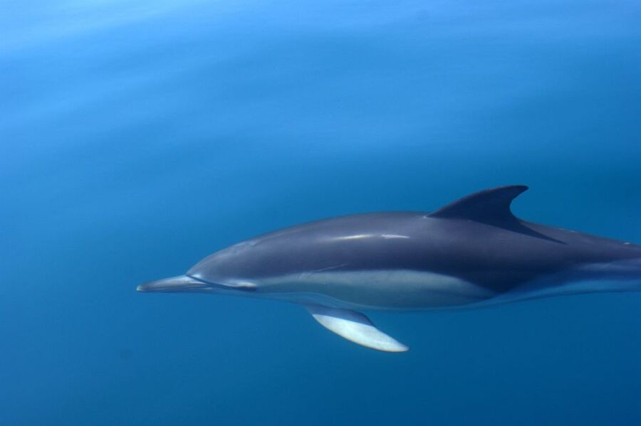 Dolphin Safari and Cave Tour in Vilamoura - What to bring and how to plan your day around the 2 hours