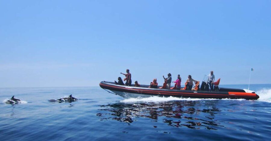 Dolphin Safari and Cave Tour in Vilamoura - The 105-minute sea cruise: exciting speed, real ocean feel, and practical comfort