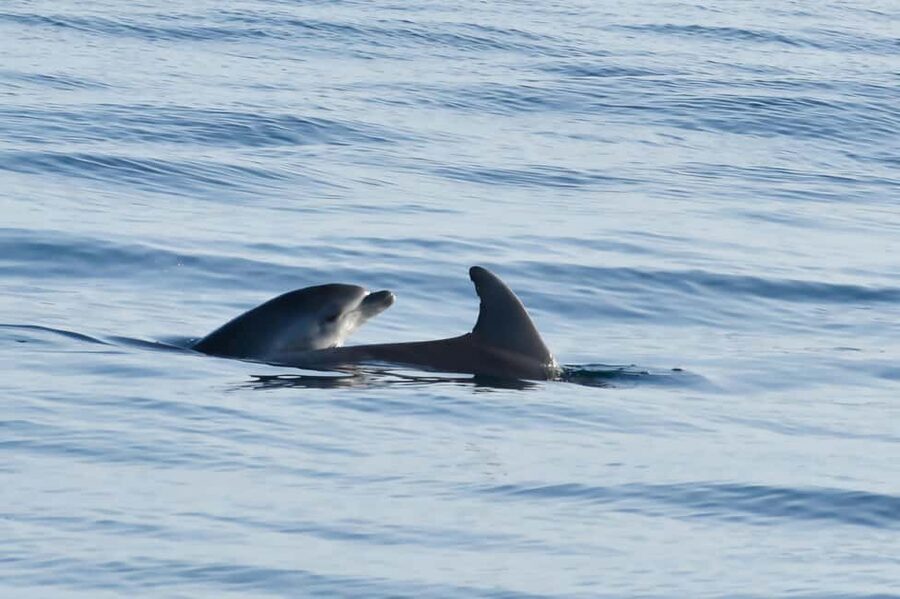 Dolphin Safari Boat Trip from Marina Funtana - Meeting the boat: finding Sveta Ana at Funtana
