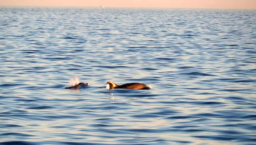 Dolphin Safari Boat Trip from Marina Funtana - Dolphin spotting at golden hour: what you can control