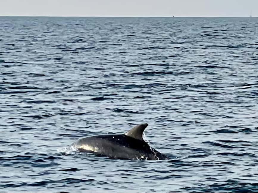 Dolphin Safari Boat Trip from Marina Funtana - Should you book the Marina Funtana Dolphin Safari?
