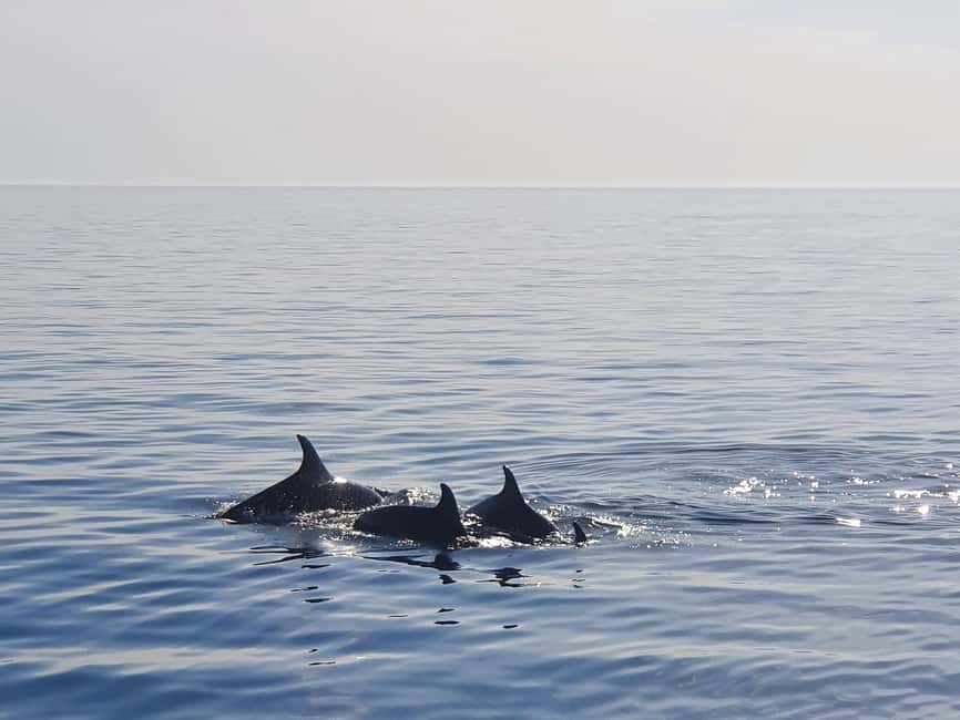 Dolphin Safari Boat Trip from Marina Funtana - What the 150-minute cruise is really like near Vrsar