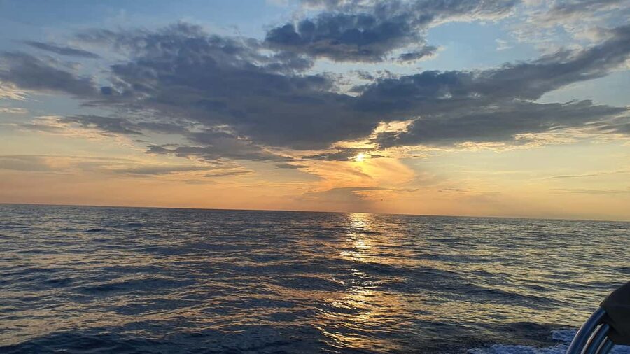 Dolphin safari every evening - With a skipper or without: how to choose