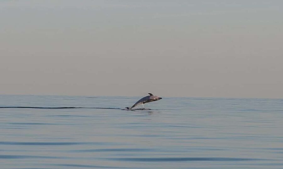 Dolphin safari every morning&evening - Price and value: is $41 per person a good deal?