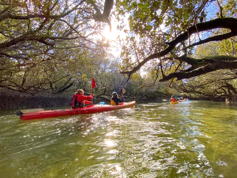 Dolphin Sanctuary and Ships Graveyard Kayak Tour - 6 Key Things That Make This Kayak Tour Worth Your Time